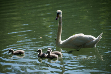 View of family swan with mother swimming in the water
