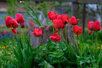 Blooming red tulips in the garden in spring