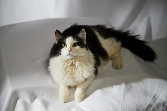 Portrait of a domestic black and white cat. The cat sits on ottoman near white background. Photo shoot of animal pet in studio