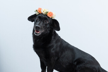 cachorro preto com coroa de flores