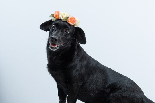 Cachorro Preto Com Coroa De Flores