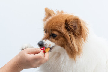 Retrato de spitz comendo petisco na mão