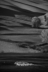Fototapeta premium Italia in bianco e nero. Crete Senesi, paesaggio