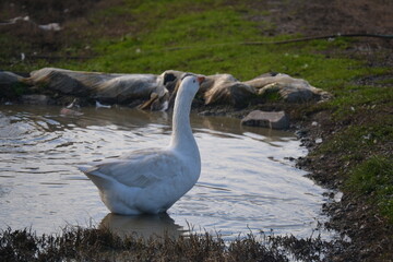 Geese on the meadow and water