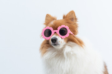 retrato de spitz com óculos rosa em fundo branco