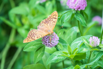 The dark green fritillary butterfly collects nectar on flower. Speyeria aglaja is a species of butterfly in the family Nymphalidae.