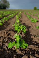 Beans planted on seedlings. Vegetable garden, agriculture, rural, business