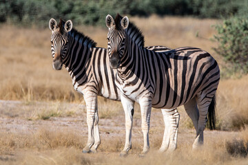 Fototapeta na wymiar Plains zebra (Equus quagga) or Burchell's zebra (Equus quagga burchelli) at Etosha national park, Namibia.