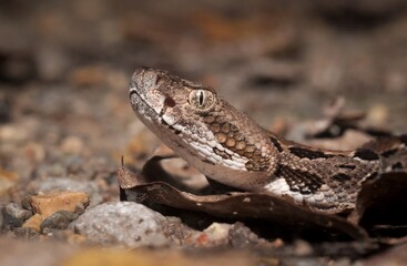 Macro head portrait of young juvenile Timber Rattlesnake 