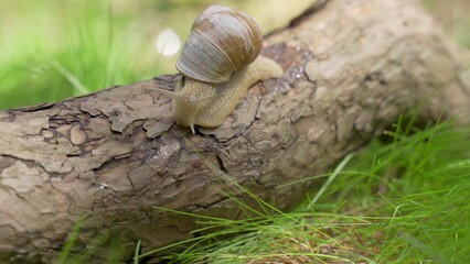 A snail crawls along a branch of a tree lying on the grass. Close up