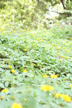 Yellow flower and bee. Flower Guizotia abyssinica close view.