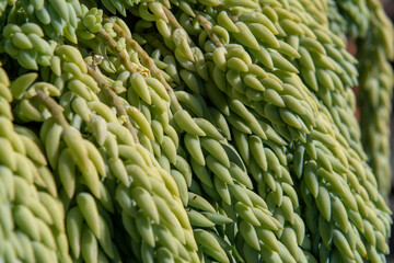 Leaf pattern with green background nature outdoor