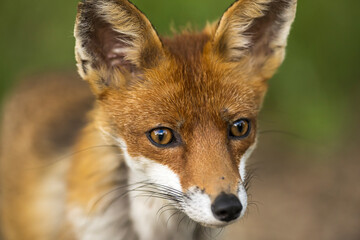 Plakat Portrait eines hübschen weiblichen Fuchs