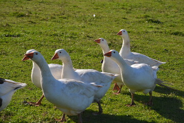 Geese on the meadow and water