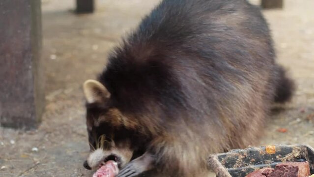 A hungry raccoon eats a chicken head in a zoo.