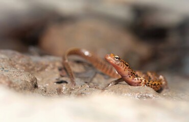 Longtail salamander macro portrait on rock 