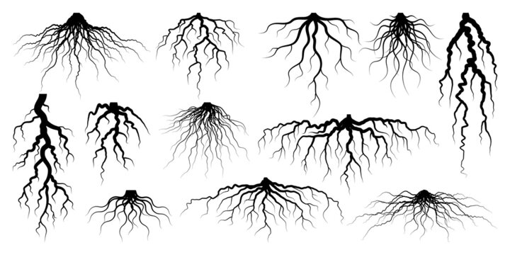 Various realistic tree or shrub roots. Parts of plant, root system with tree stump. Dendrology, study of woody plants. Sketch drawing. Vector illustration