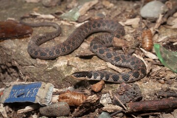 Kirtland's snake macro portrait in urban concrete habitat 