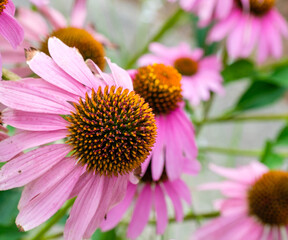 Selectively Focused Macro of Purple Coneflower