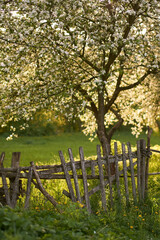Blooming orchard with an old wooden fence in spring at sunset