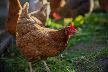 Chickens on a farm with a blurred background in the rays of the setting sun