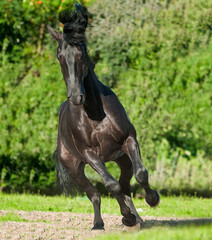 Beautiful Kladruber stallion