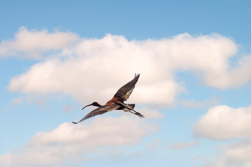 A graceful water bird glossy ibis, latin name Plegadis falcinellus, flying in blue sky