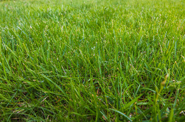 Beautiful view of front yard of private garden. Green grass lawn. Beautiful backgrounds.