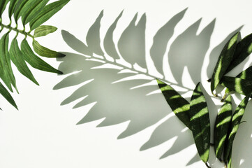 Fototapeta na wymiar tropical green leaves with shadows on a white background