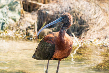 The glossy ibis, latin name Plegadis falcinellus, searching for food in the shallow lagoon.