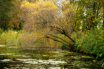 Park w pobliżu Hanower, Niemcy. Kolory jesieni.