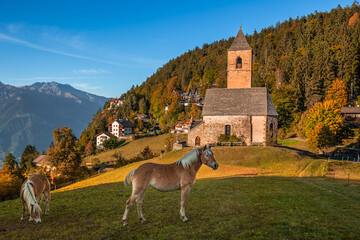 Hafling, Italy - Italian horses and the mountain church of St. Catherine (Chiesa di Santa Caterina)...