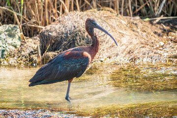 The glossy ibis, latin name Plegadis falcinellus, searching for food in the shallow lagoon.