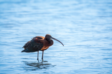 The glossy ibis, latin name Plegadis falcinellus, searching for food in the shallow lagoon.