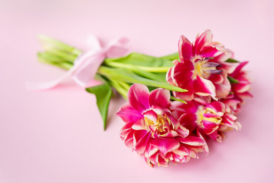 Very beautiful spring bouquet of peony tulips on a pink paper background, closeup. Place for an inscription.