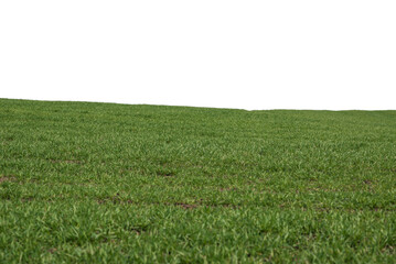 Green field with blue sky as background.