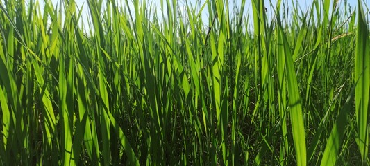 Green field grass