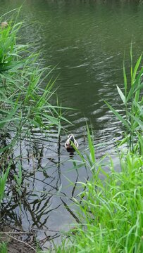 One duck swam to the shore to look for food. the water in the lake is clean and clear. Thick green reeds grow on the shore. Vertical video. High quality FullHD footage