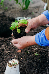 Middle-aged woman planting cucumber seedlings in a greenhouse