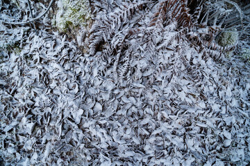 the brown leaves of the trees have fallen to the ground and frozen white forming an interesting pattern