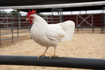 White bantam leghorn chicken perched on fence rail of livestock pen