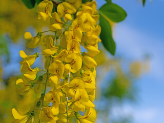 Yellow flowering laburnum in spring - obrazy, fototapety, plakaty