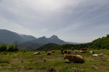 Cows in the pastures of the mountains of Ordesa National Park