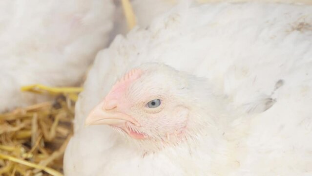 Broiler chicken in a poultry farm. Close-up. Chicken production. Poultry farm.