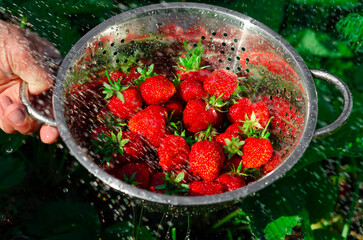 Ripe organic strawberries collected in the garden and ready to eat
