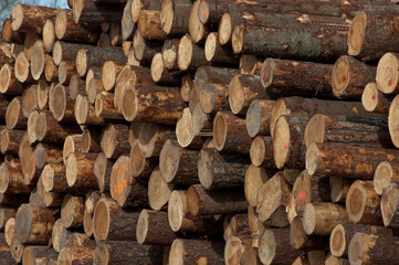logging,in the photo, wooden logs in close-up