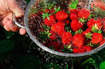Ripe organic strawberries collected in the garden and ready to eat