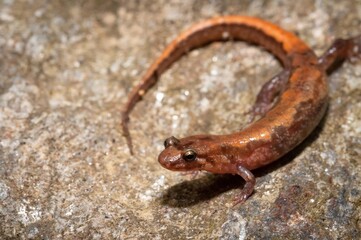 Bright orange Carolina Mountain Dusky salamander macro portrait 
