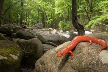 Bright orange Blue Ridge Spring salamander wide angle macro portrait in rocky stream in the woods 