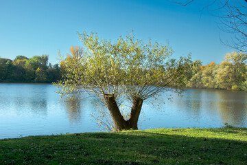 Samotne drzewo w parku. Hannover, Niemcy.